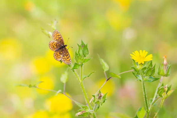 Heath Fritillary Butterfly Melitaea Athalia Pollinating Flower Field — Stock Photo, Image