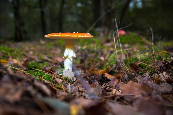 amanita muscaria, fly agaric or fly amanita basidiomycota muscimol mushroom with typical white spots on a red hat in a forest. Natural light, vibrant colors and selective focus.