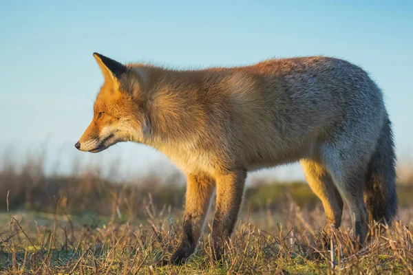 一只野生红狐的特写镜头 秃鹰在美丽的落日下觅食 — 图库照片