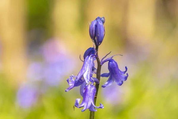 Detailní Záběr Fialový Bluebell Hyacinthoides Non Scripta Kvetoucí Temném Lese — Stock fotografie