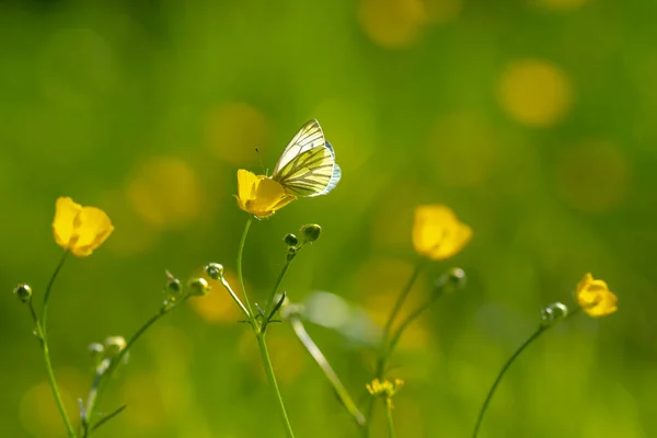 Papillon Blanc Nervures Vertes Pieris Napi Reposant Dans Une Prairie — Photo