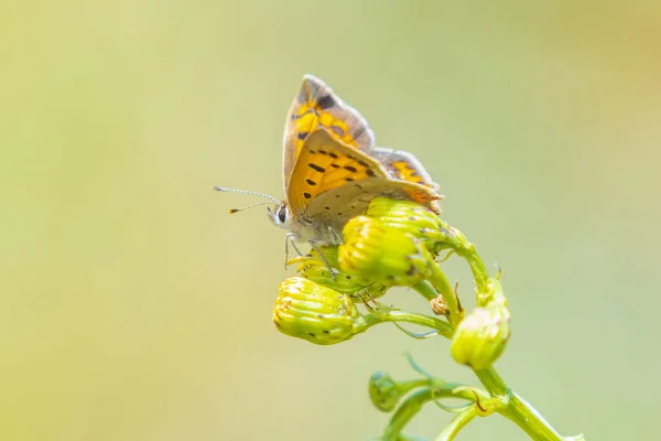 Egy Kicsi Vagy Közös Réz Pillangó Lycaena Phlaeas Tápláló Nektár — Stock Fotó