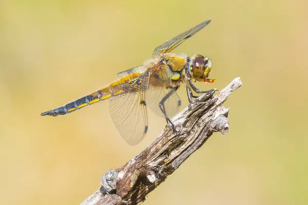 Close Four Spotted Chaser Libellula Quadrimaculata Four Spotted Skimmer Dragonfly — Stock Photo, Image