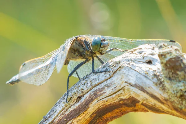 Чорно Хвостовий Скіммер Orthetrum Cancellatum Бабка Європи Азії Чоловічі Цятки — стокове фото