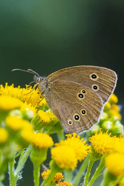 Gros Plan Papillon Annelet Aphantopus Hyperantus Perché Sur Une Feuille — Photo