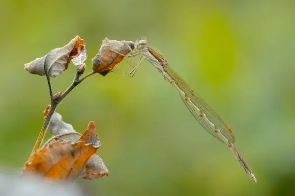 Maschio Comune Della Damigella Inverno Sympecma Fusca Appoggiato Gambo Essi — Foto Stock