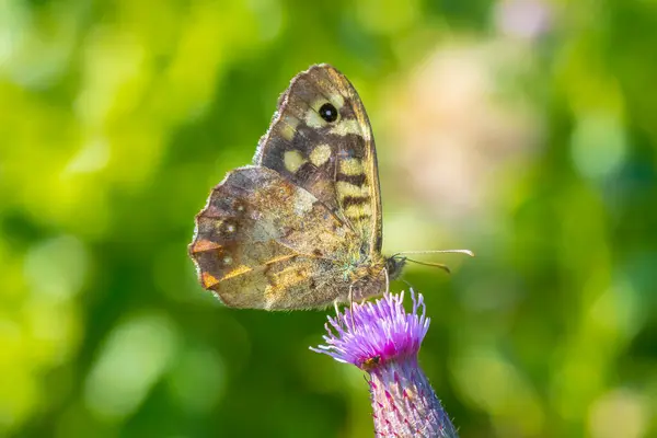 Vue Latérale Papillon Moucheté Bois Pararge Aegeria Reposé Sur Une — Photo