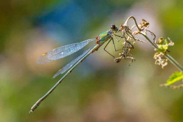 Détail Gros Plan Une Demoiselle Émeraude Saule Occidental Chalcolestes Viridis — Photo