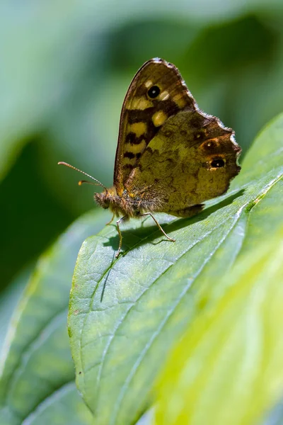 Vue Latérale Papillon Moucheté Bois Pararge Aegeria Reposé Sur Une — Photo