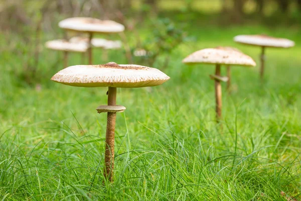 Closeup of a Macrolepiota procera, the parasol mushroom, in a fairy ring. A basidiomycete fungus with a large, prominent fruiting body resembling a parasol.