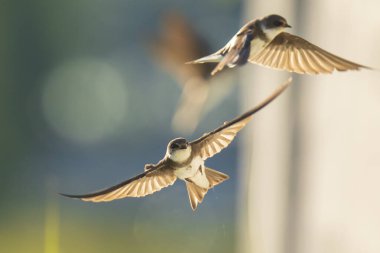 Sand Martin, Riparia Riparia. Uçan banka kırlangıcı olarak da bilinir. Yuva yapar.