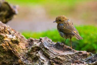 Avrupa bülbülü (Erithacus rubecula) bir ormanda tünemiş