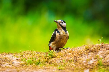Büyük benekli ağaçkakan kuşunun yakından, Dendrocopos Major, orman zeminine tünemiş.