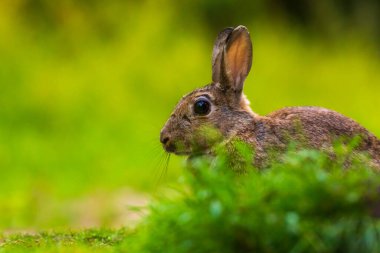 Yaban tavşanı Oryctolagus cuniculus 'un yakın çekimi.