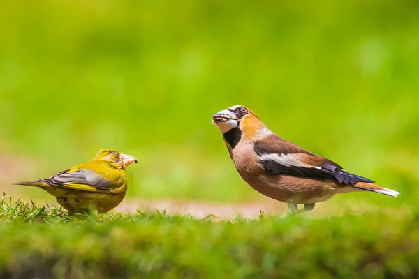 Gros Plan Butor Mâle Coccothraustes Coccothraustes Chardonneret Vert Chloris Chloris — Photo