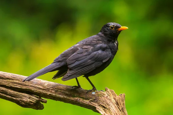 黑鸟雄鸟栖息在森林树上 有选择的焦点 自然的阳光和充满活力的色彩 — 图库照片