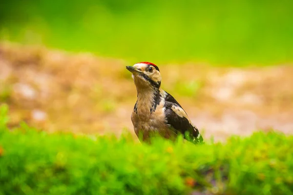 Detailní Záběr Velkého Skvrnitého Ptáka Datlovitého Majora Dendrocoposu Sedícího Lesní — Stock fotografie