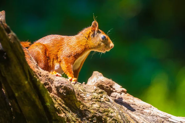 Closeup Esquilo Vermelho Eurasiano Sciurus Vulgaris Procurando Comida Comendo Nozes — Fotografia de Stock