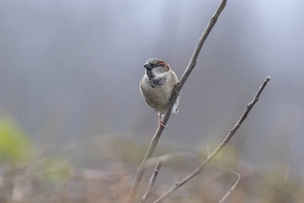 Primer Plano Pájaro Gorrión Casa Passer Domesticus Forrajeando Seto — Foto de Stock