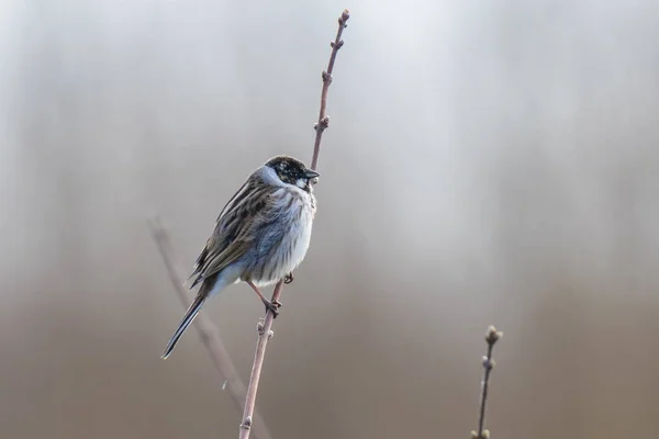 Alelade Bir Sazlık Emberiza Schoeniclus Bir Şarkı Söyler — Stok fotoğraf