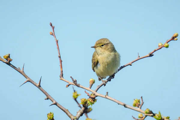 Närbild Vanlig Gräshoppa Fågel Phylloscopus Collybita Sjunga Vacker Sommarkväll Med — Stockfoto