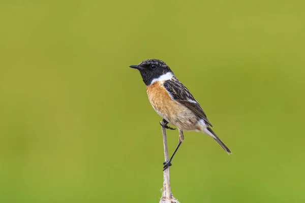 Stonechat Samiec Ptak Saxicola Rubicola Zbliżenie Porannym Słońcu Siedzący Kwiatach — Zdjęcie stockowe