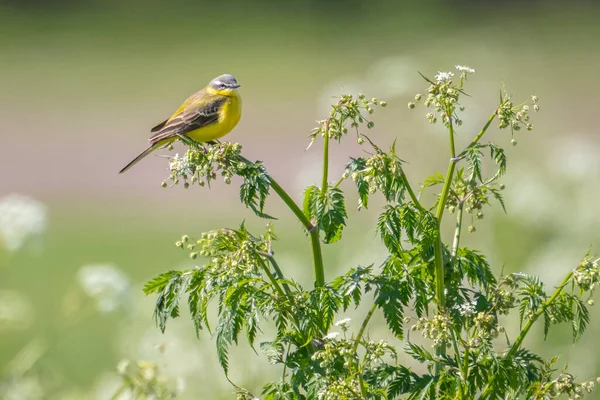 Närbild Manlig Västerländsk Gul Vagnsfågel Motacilla Flava Sjunger Vildört Aegopodium — Stockfoto