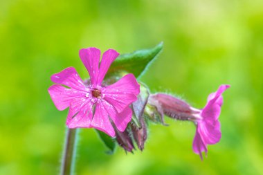Silene dioica 'nın kırmızı campion ve kırmızı catchfly olarak bilinen pembe çiçeklerine yakın çekim.