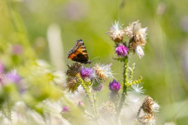 Küçük kaplumbağa kabuğunun, Aglais urticae 'nin, kelebek tarafının yakın çekimi. Doğa tarafından izole edilmiş.