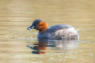 Biraz daha yaklaş, Tachybaptus Ruficollis, gagalı balıklarla besleniyor.
