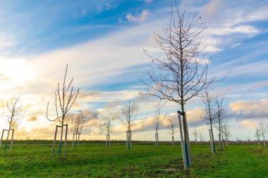 Hollanda 'daki de Nieuwe Driemanspolder adlı yeni doğa manzarasında yeni bir orman yetiştirmek için genç ağaçlar dikiyorlar.
