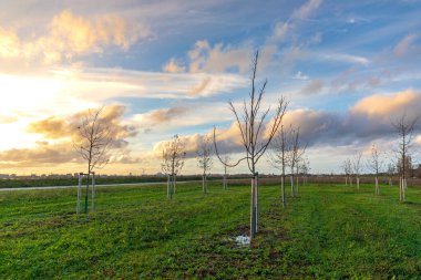 Hollanda 'daki de Nieuwe Driemanspolder adlı yeni doğa manzarasında yeni bir orman yetiştirmek için genç ağaçlar dikiyorlar.