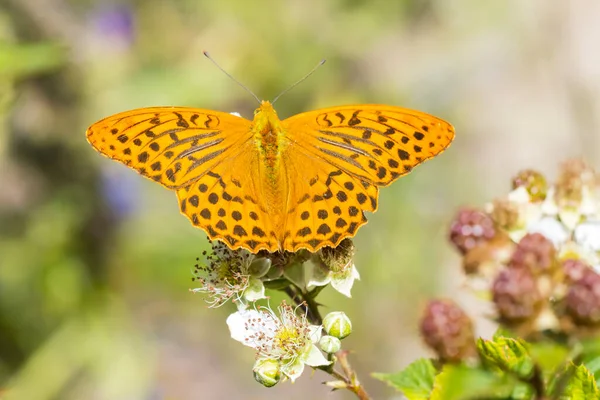 Closeup of a Silver-washed fritillary butterfly male, Argynnis paphia,. This specie extinct in Holland but is making a comeback the last years due to climate change.