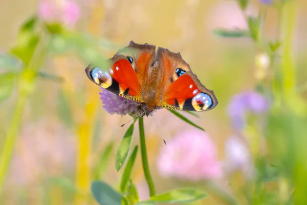 Aglais Peacock Borboleta Polinizando Campo Flores Coloridas Vista Superior Asas — Fotografia de Stock