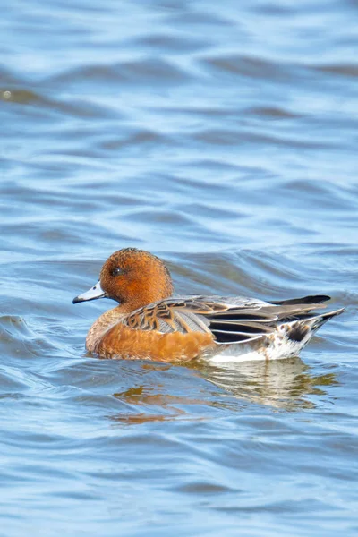 Una Peluca Euroasiática Mareca Penelope Nadando Agua —  Fotos de Stock