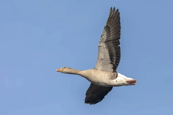 Closeup Greylag Goose Anser Anser Flight Blue Sky — Stock Photo, Image