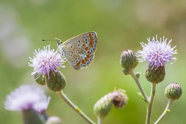 Primer Plano Mariposa Parda Argus Aricia Agestis Descansando Sobre Vegetación — Foto de Stock