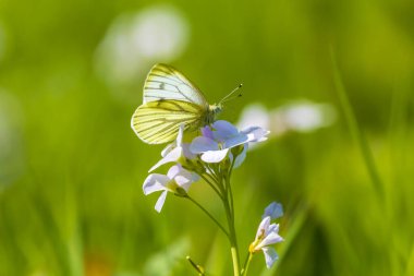 Yeşil damarlı beyaz kelebek Pieris bir çayırda dinleniyor bir guguk çiçeğine asılı.