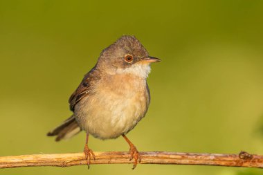 Beyazboğaz kuşu Sylvia Communis, yeşil bir çayırda yiyecek arıyor.