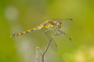 Sıradan bir Darter, Sympetrum striolatum, kanatlarını açmış dişi kanatlarını erken, sıcak güneş ışığında kurutuyor.