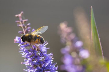 Batı bal arısına yakın çekim veya Avrupa bal arısı Apis mellifera mor çiçeklerin nektarını besliyor 