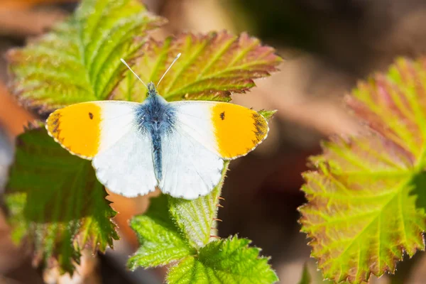 Anthocharis Cardamines Pointe Orange Papillon Mâle Reposant Soleil Vue Dessus — Photo