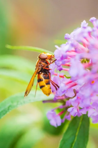 Volucella Zonaria Hornet Mimic Hoverfly Feeding Nectar Purple Buddleja Davidii — Stock Photo, Image