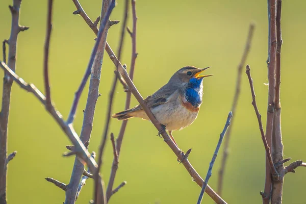 Blue Throat Bird Male Luscinia Svecica Cyanecula Singing Attract Female — Stock Photo, Image