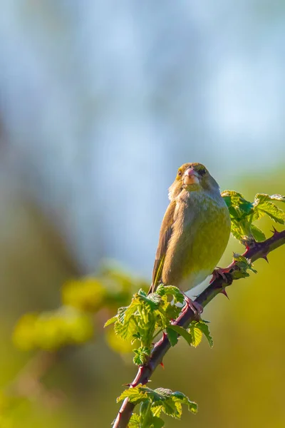 Barevný Pěnkavý Pták Chloris Chloris Zpívající Jaře — Stock fotografie