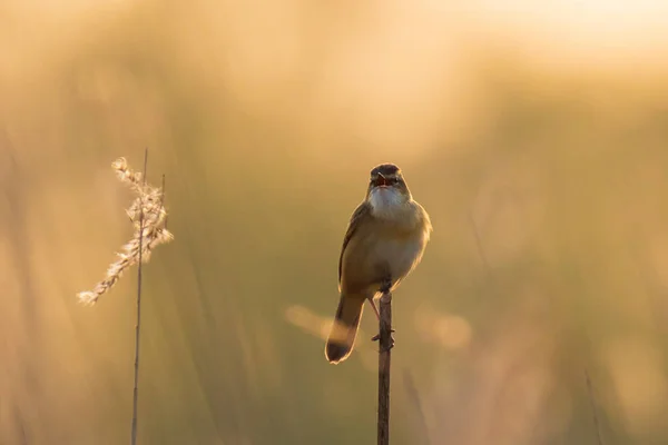 Primer Plano Pájaro Corneta Acrocephalus Schoenobaenus Cantando Para Atraer Una —  Fotos de Stock