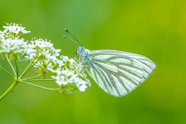 Borboleta Branca Veios Verdes Pieris Napi Descansando Prado Flores Brancas — Fotografia de Stock