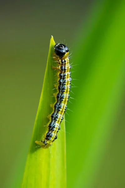 Närbild Box Träd Mal Larv Cydalima Perspectalis Livnär Sig Blad — Stockfoto