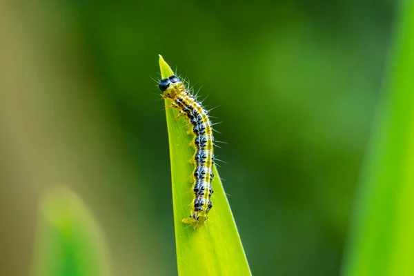 Närbild Box Träd Mal Larv Cydalima Perspectalis Livnär Sig Blad — Stockfoto