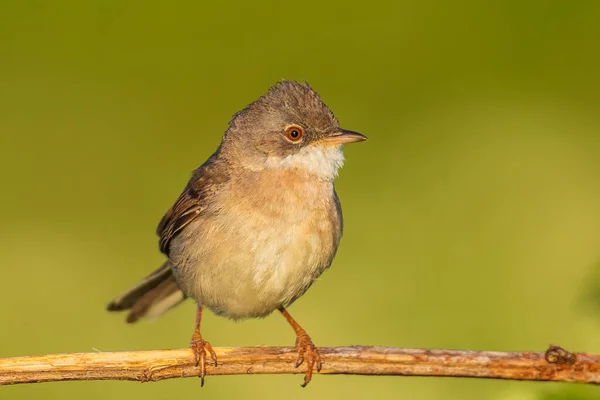 Närbild Vitstrupsfågel Sylvia Communis Födosök Grön Äng — Stockfoto